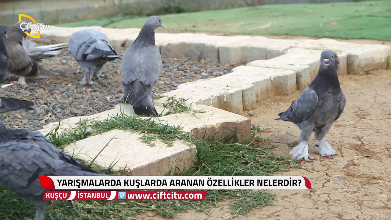 Kuşçu - İstanbul - İyi Bir Kuş Kaç Ayda Yarışmaya Hazır Olur?