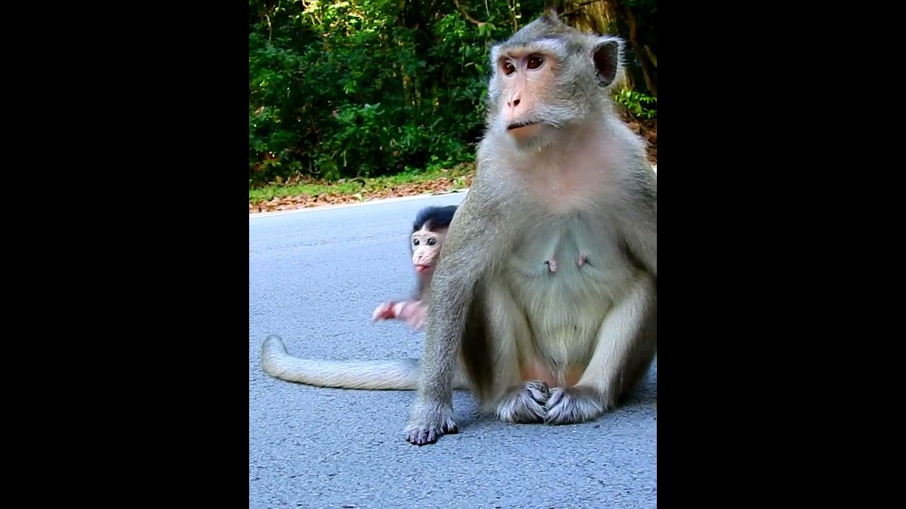 Amazing cute baby monkey 2023