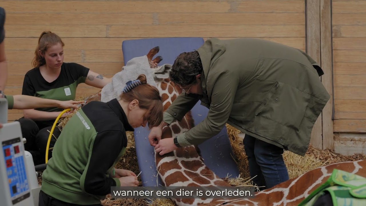 Overleden giraffe middelpunt wereldwijd onderzoek