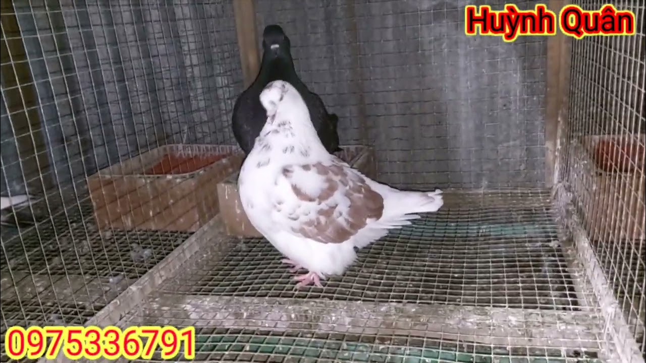 HQ | Khá lâu mới có lại dòng bồ câu này | HUỲNH QUÂN |
