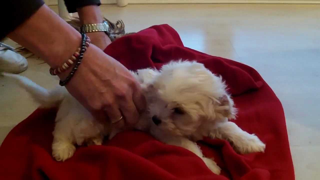 Cavachon Pam arrives home