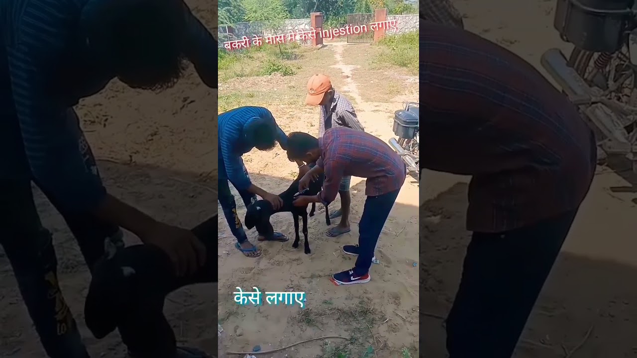 बकरी को इंजेक्शन कैसे लगाएं #intramuscular#goat ke intra intramuscular inj.#intramuscularinjection