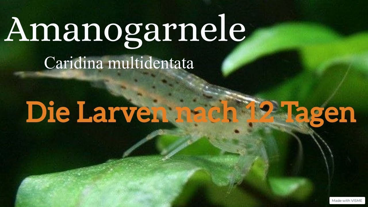 Amanogarnele Larven Tag 12 #Amano fry after 12 Days, Caridina multidentata #Algenfresser