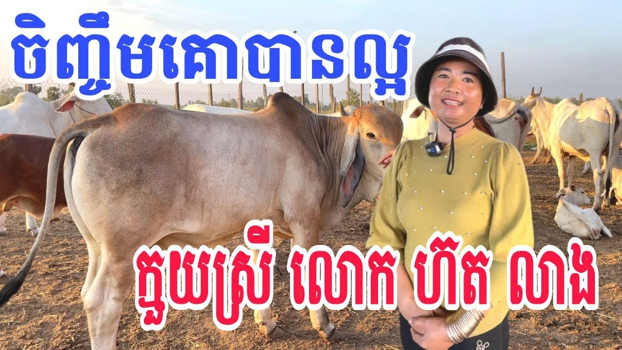 ចិញ្ចឹមគោបានល្អ ក្មួយស្រីលោក ហ៊ត លាង នៅខេត្តត្បូងឃ្មុំ