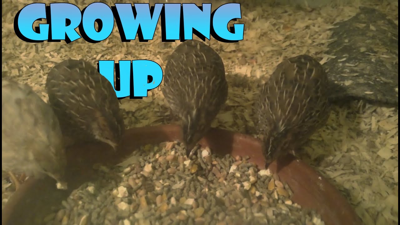 Baby Quails (Button/King quail),  Growing Up
