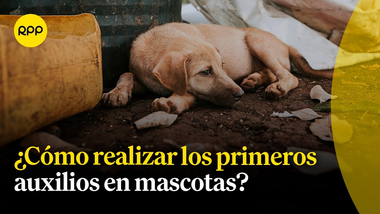 ¿Qué debemos saber sobre los primeros auxilios para mascotas?