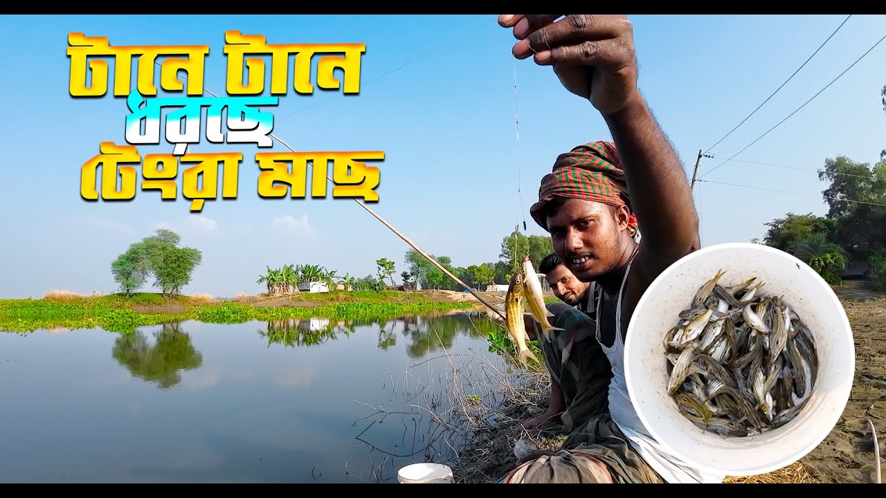টানে টানে টেংরা মাছ ধরছে। Fishing video 2025 | National of Bangladesh #fishingvideo