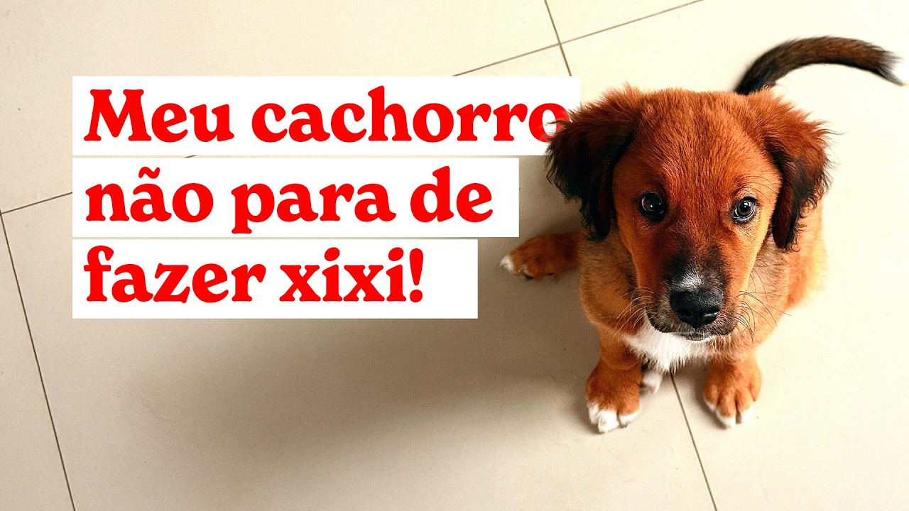 Meu cachorro destruía TUDO - até eu fazer isso