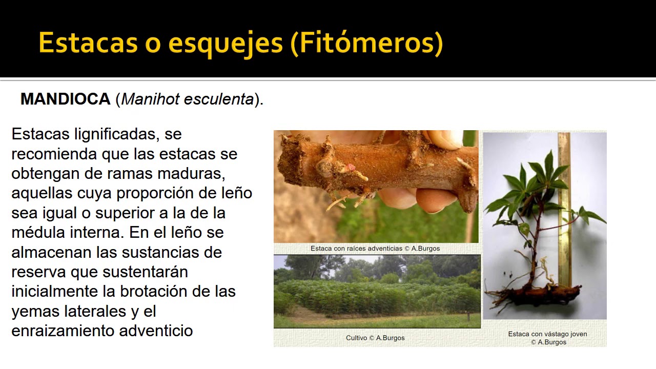 BOTÁNICA. Unidad 21. Reproducción ASEXUAL o Multiplicación vegetativa
