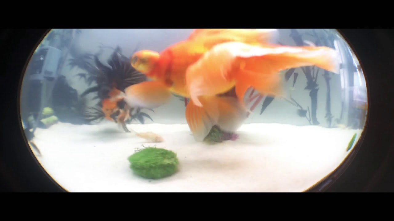 My 400$ Fish tank #fancyGoldfish#tank#flex