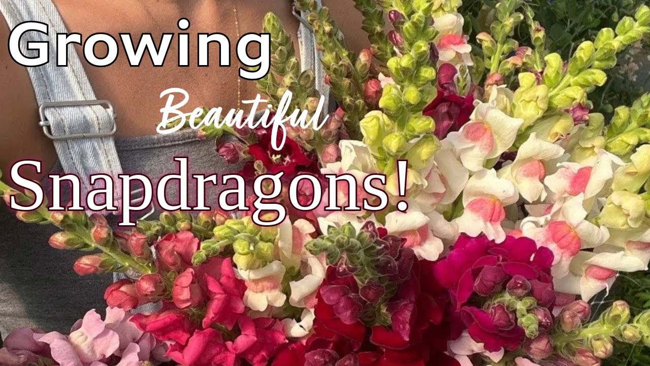 Growing Beautiful Snapdragons and Seed Organization 🌸💐 // Crowley House Flower Farm