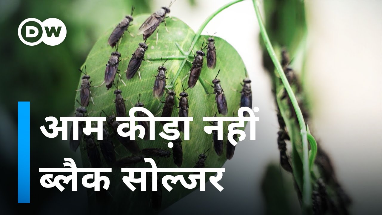 कचरे का दुश्मन कीड़ा [Cultivating Black Soldier Fly, the solution to environmental problems]