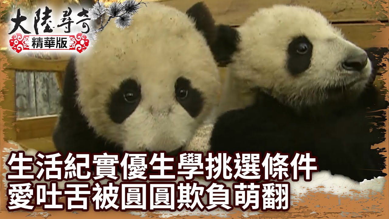 【團團離世回顧】一歲半生活紀實優生學挑選條件 愛吐舌被圓圓欺負萌翻【