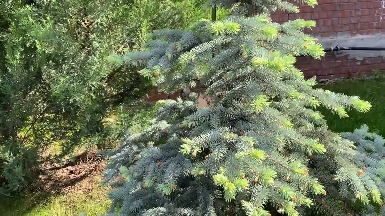 Ель Белобока или Picea pungens Bialobok