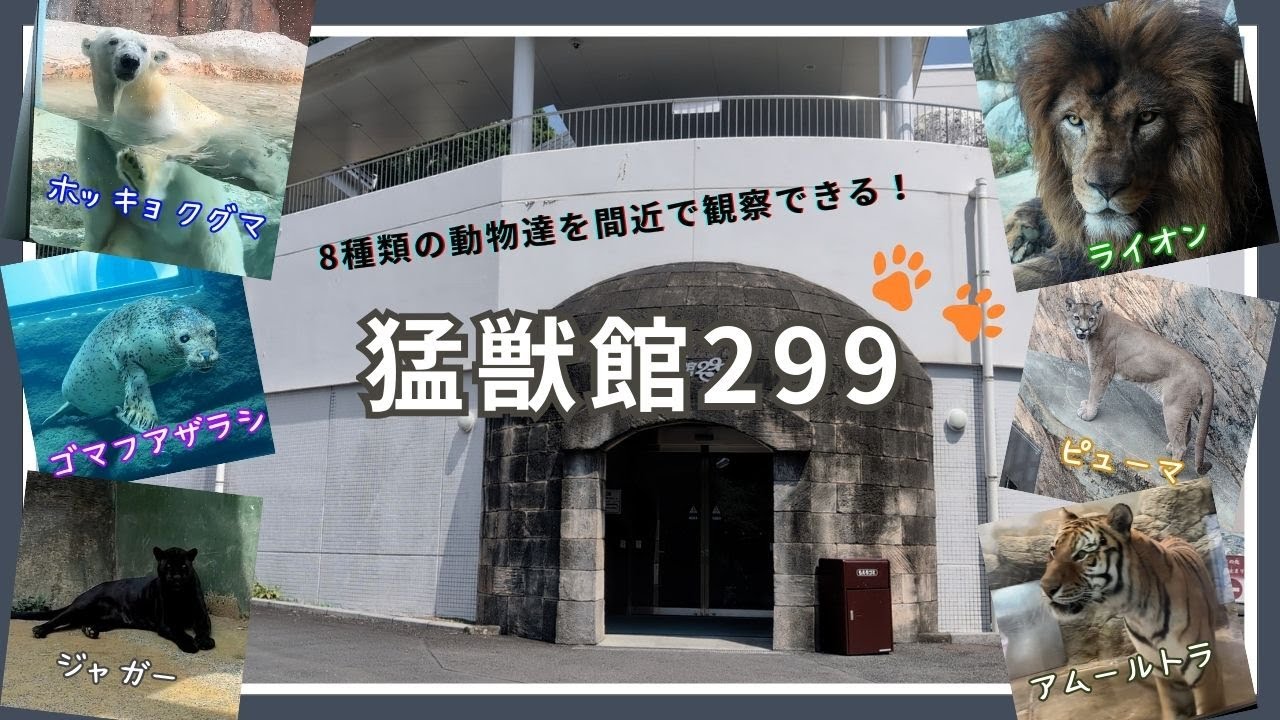 【静岡市立日本平動物園】8種類の動物達を間近で観察できる！猛獣館299🦁
