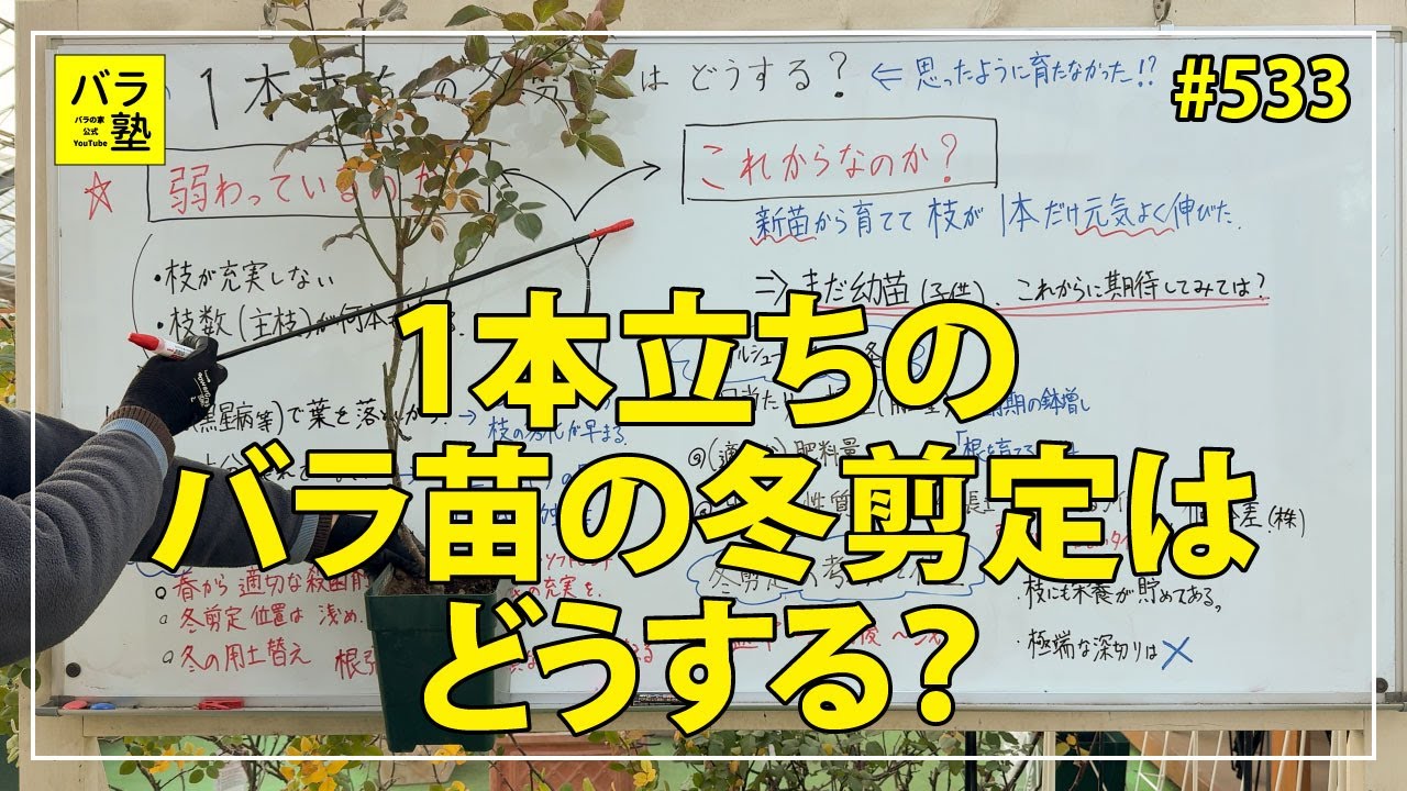 #533 1本立ちのバラ苗の冬剪定はどうする？