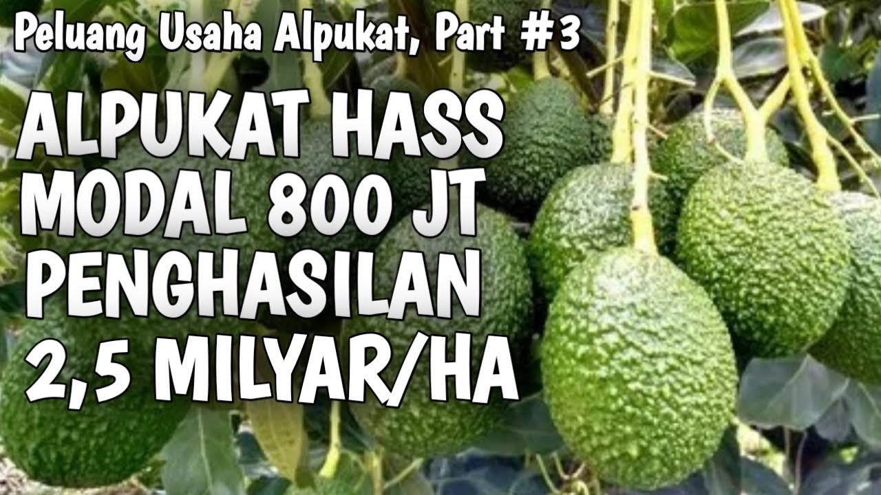 Peluang Usaha Budidaya Alpukat Hass, Modal 800 Juta, Penghasilan 2,5 Milyar/Ha !! Part #3