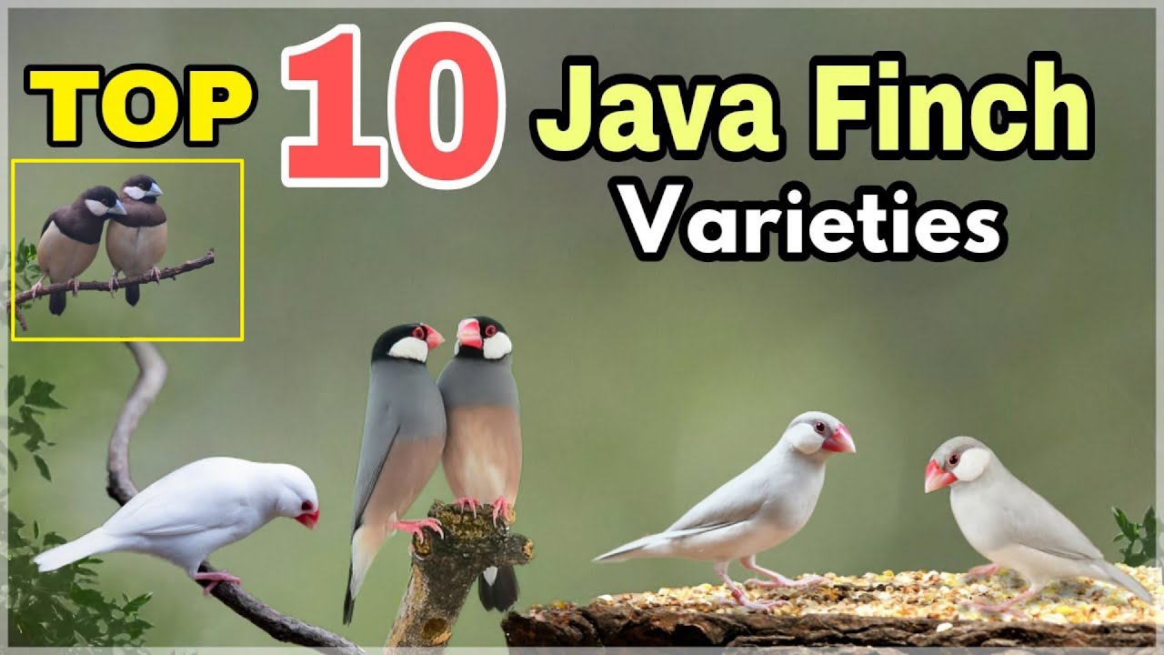 Top 10 Java finch Varieties | Java finch mutations | Types of Java rice sparrows