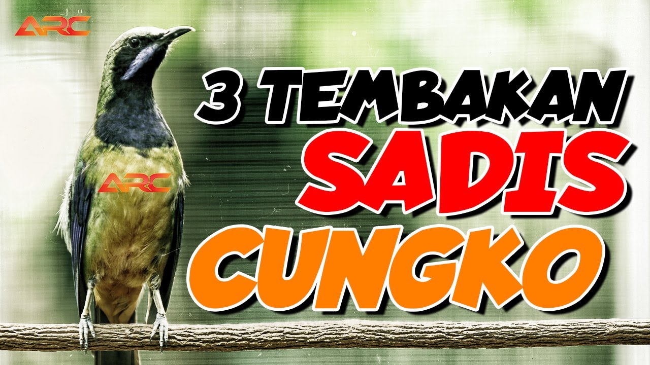 TIGA LAGU MENGHIPNOTIS JURI DI LAPANGAN | ISIAN CUNGKO MEWAH MASTERAN GAMPANG DI TIRU