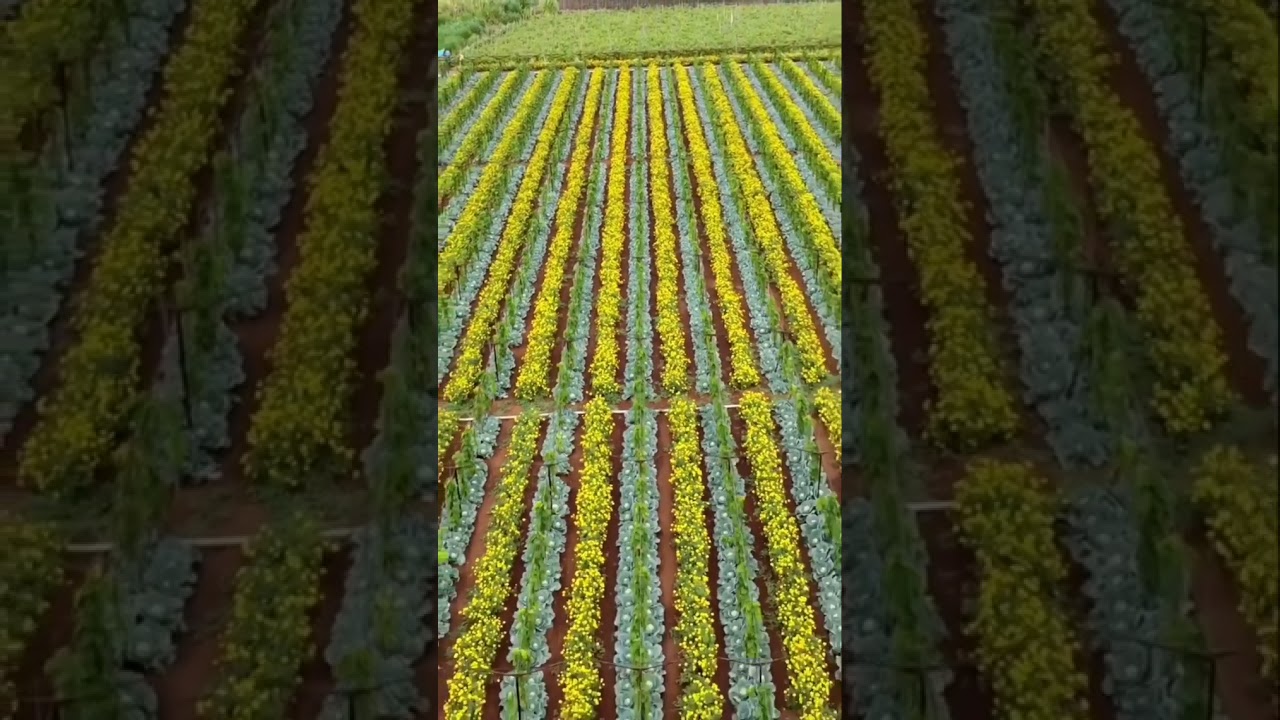 Multiple Cropping 🚜🚜