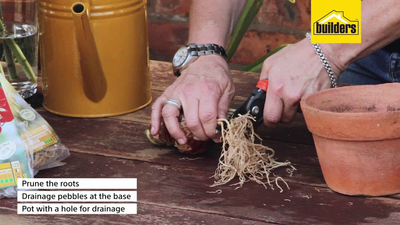 How To Plant Amaryllis Bulbs And Care Instructions