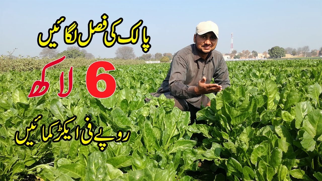 How to Grow Spinach & Earn  6 Lakh Per Acer By Minhas Vlog