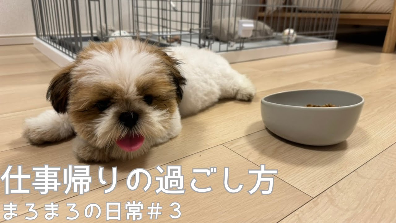 【シーズー】仕事帰りの過ごし方_まろまろの日常#3