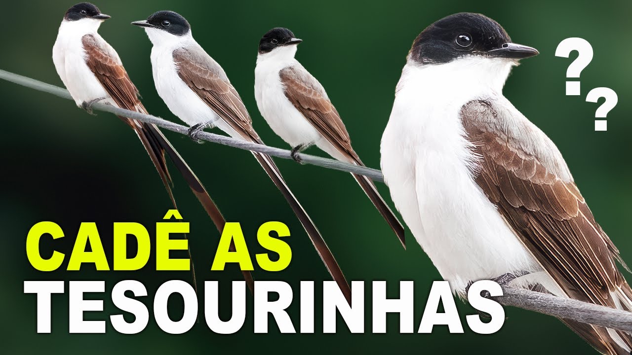 TESOURINHA AVE SUMIU! o motivo &eacute; que....