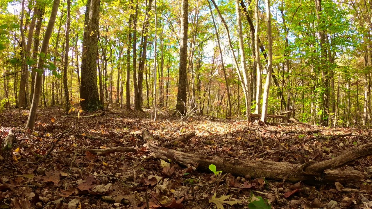 Relaxing Colors of Nature's Forest