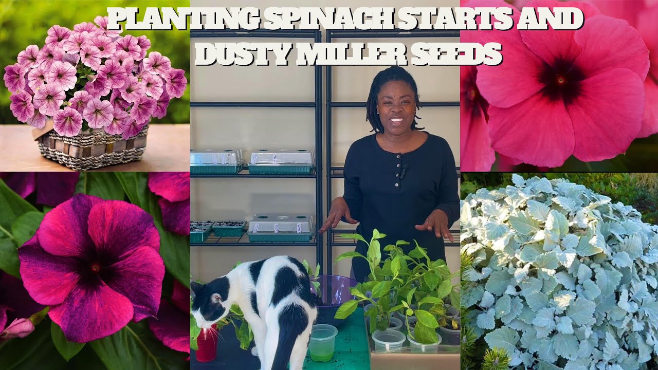 Planting Longevity Spinach Starts And Dusty Miller Seeds, Plus Updates On Our Seed Starts! 🌱🪴