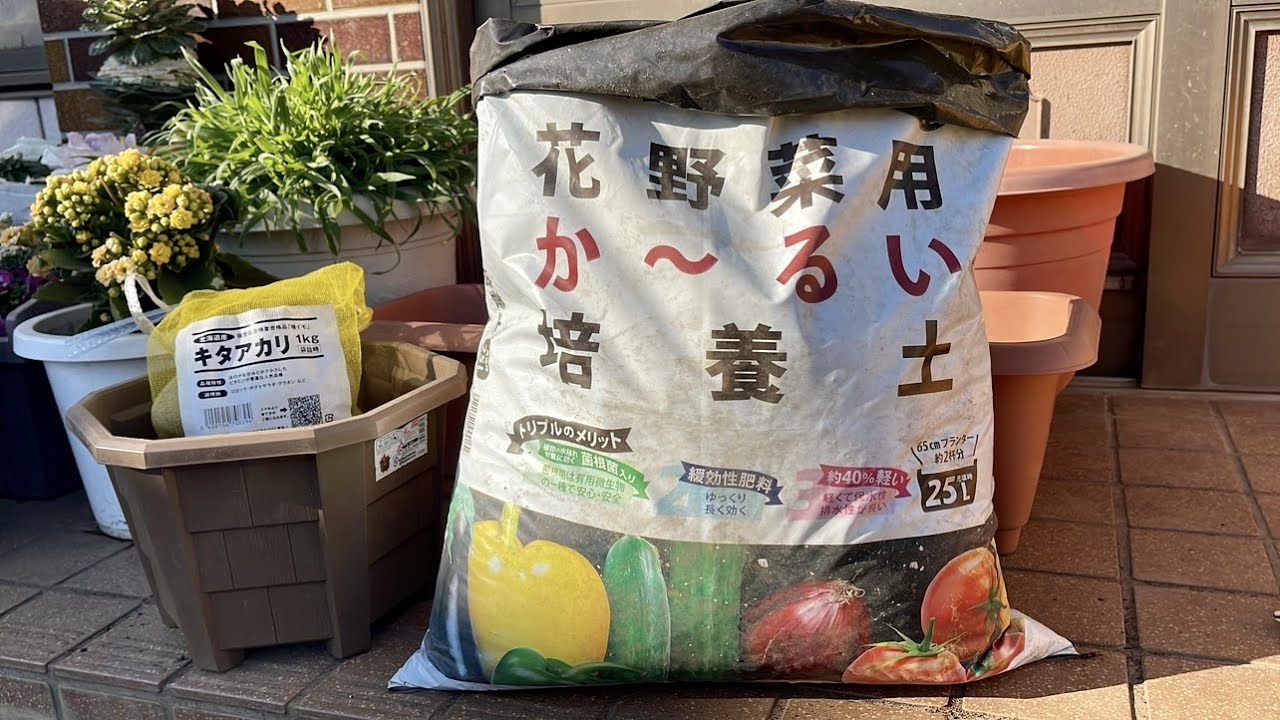 ジャガイモのプランターと袋を使った栽培方法・育て方のコツ（種イモ植え方〜水やりと管理）PH6,5でも元気に育つ　23/2/24
