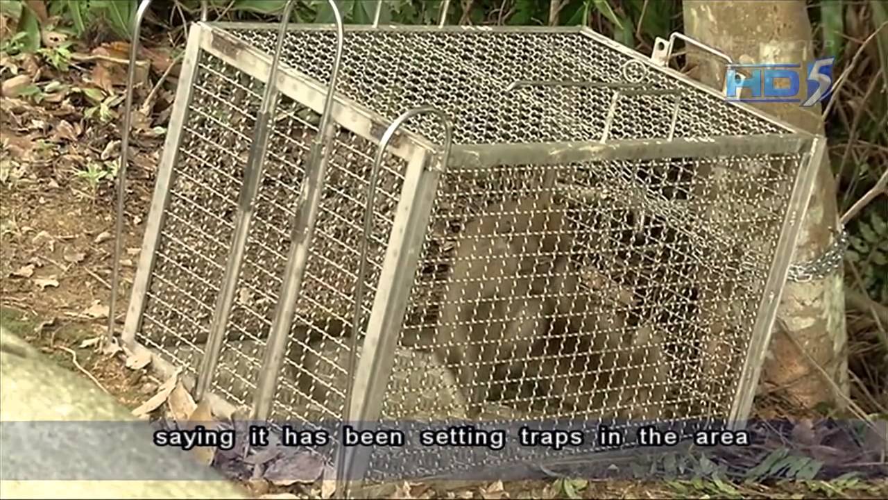 Monkey found dead inside cage trap in MacRitchie Reservoir Park - 26Nov2012