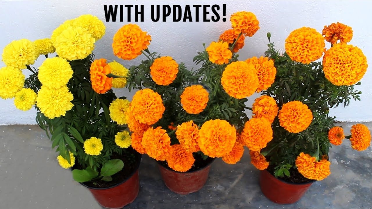 BEST Ways To Get MORE Flowers in Marigold Plant