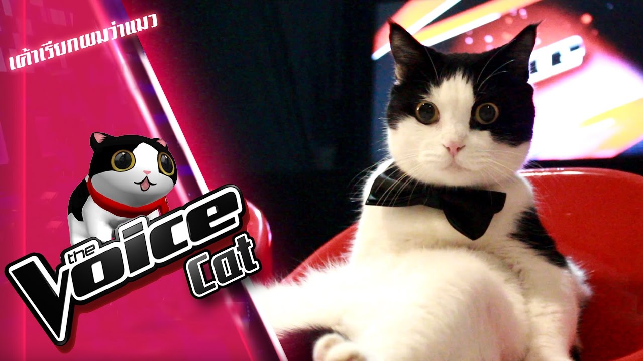 Theycallmemeaow : The Voice Cat (parody) - เดอะวอยซ์แคท!