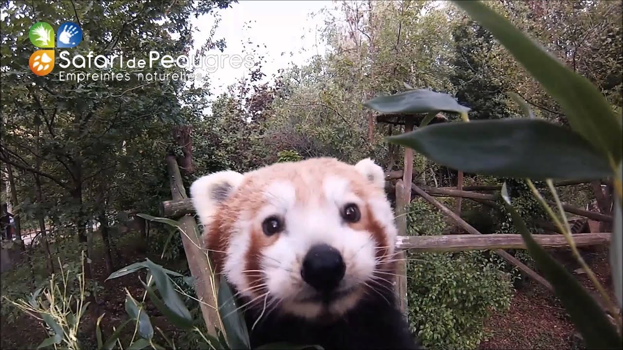 Panda roux au Safari de Peaugres