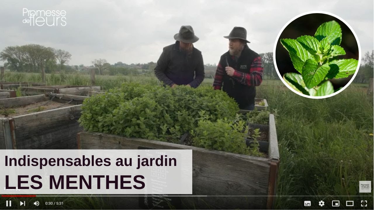 Les incontournables du jardin : Les menthes
