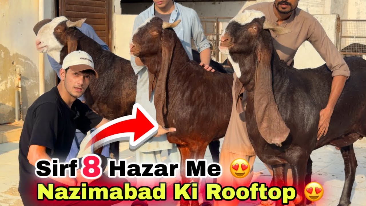 Nazimabad Ki Rooftop Par Self Feed Ka Heavy Qurbani 2026 Ka Chamba Bakra 😍