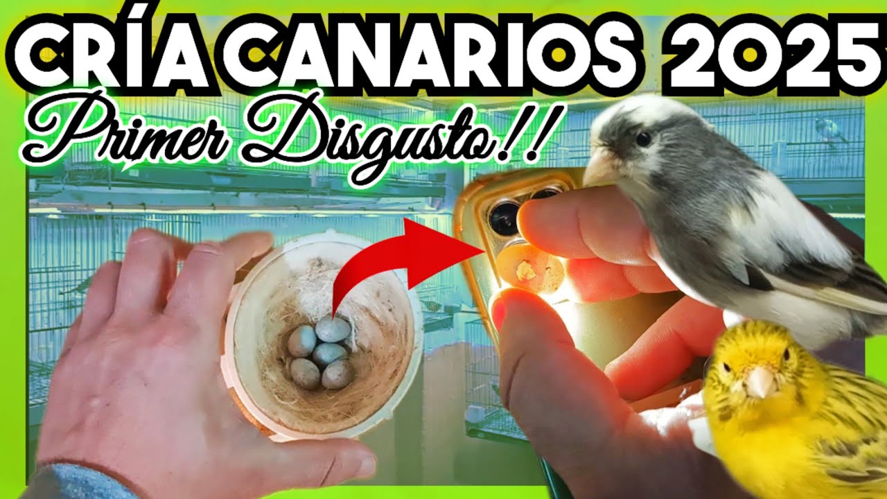 🪺🐦#2 COMPROBAMOS 13 huevos y PASA ÉSTO!!