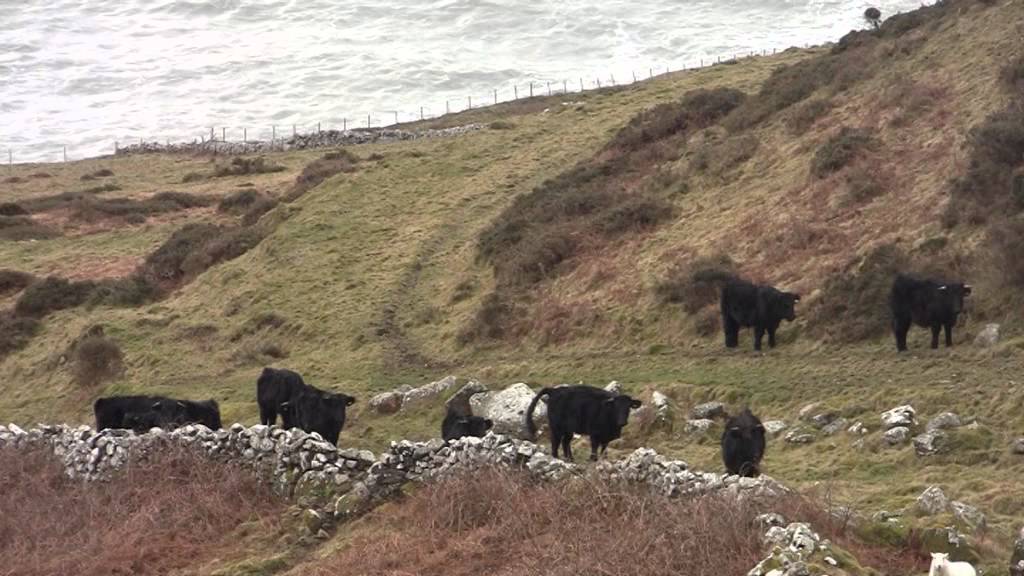 Penarfynydd English