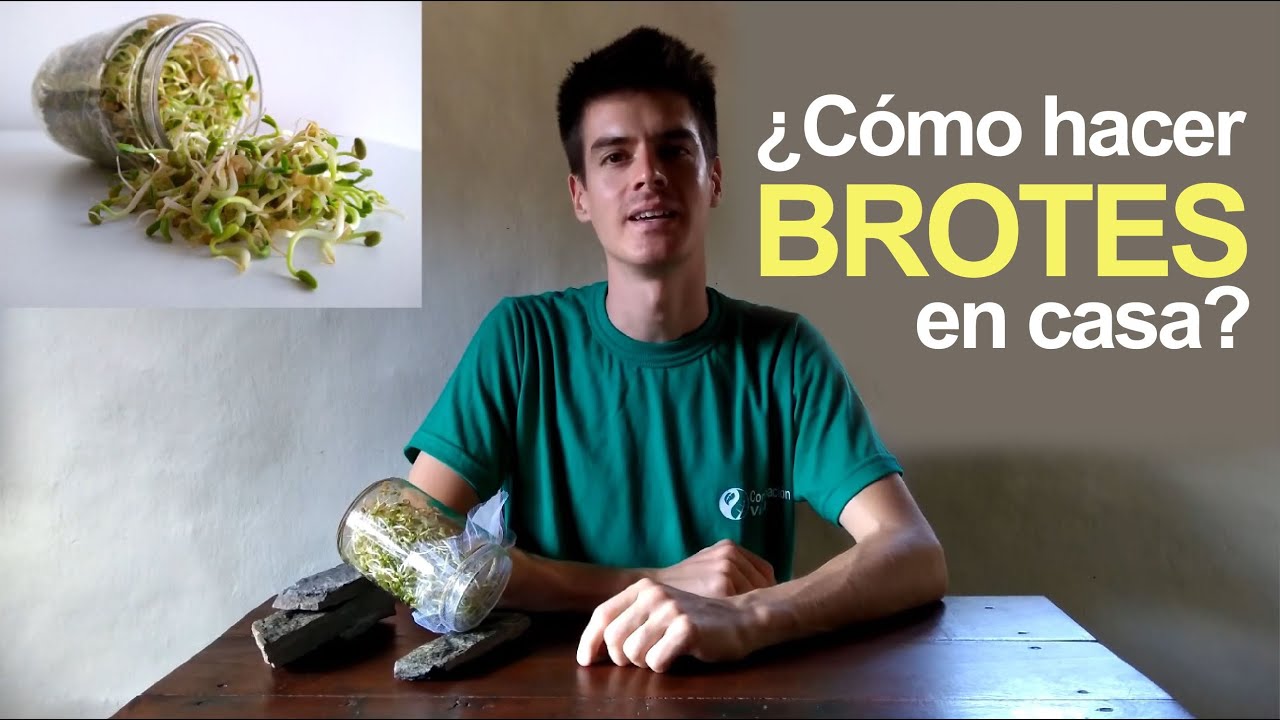&iquest;C&oacute;mo hacer brotes en casa f&aacute;cilmente? 🌱🌱🌱