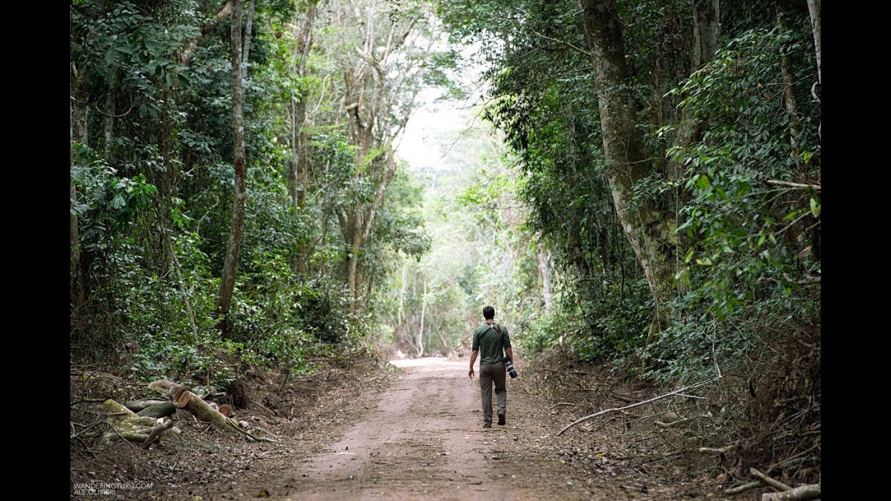 WanderingThru Odzala - Congo Rainforest