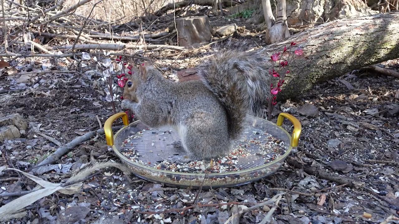 Cat TV Squirrels & Chipmunks 🐿️ Relaxing Pet TV with Calm Music | 3 Hours 4K