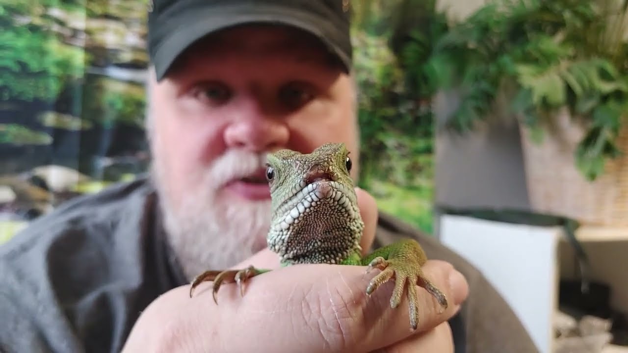 Asian and Australia Water Dragons!