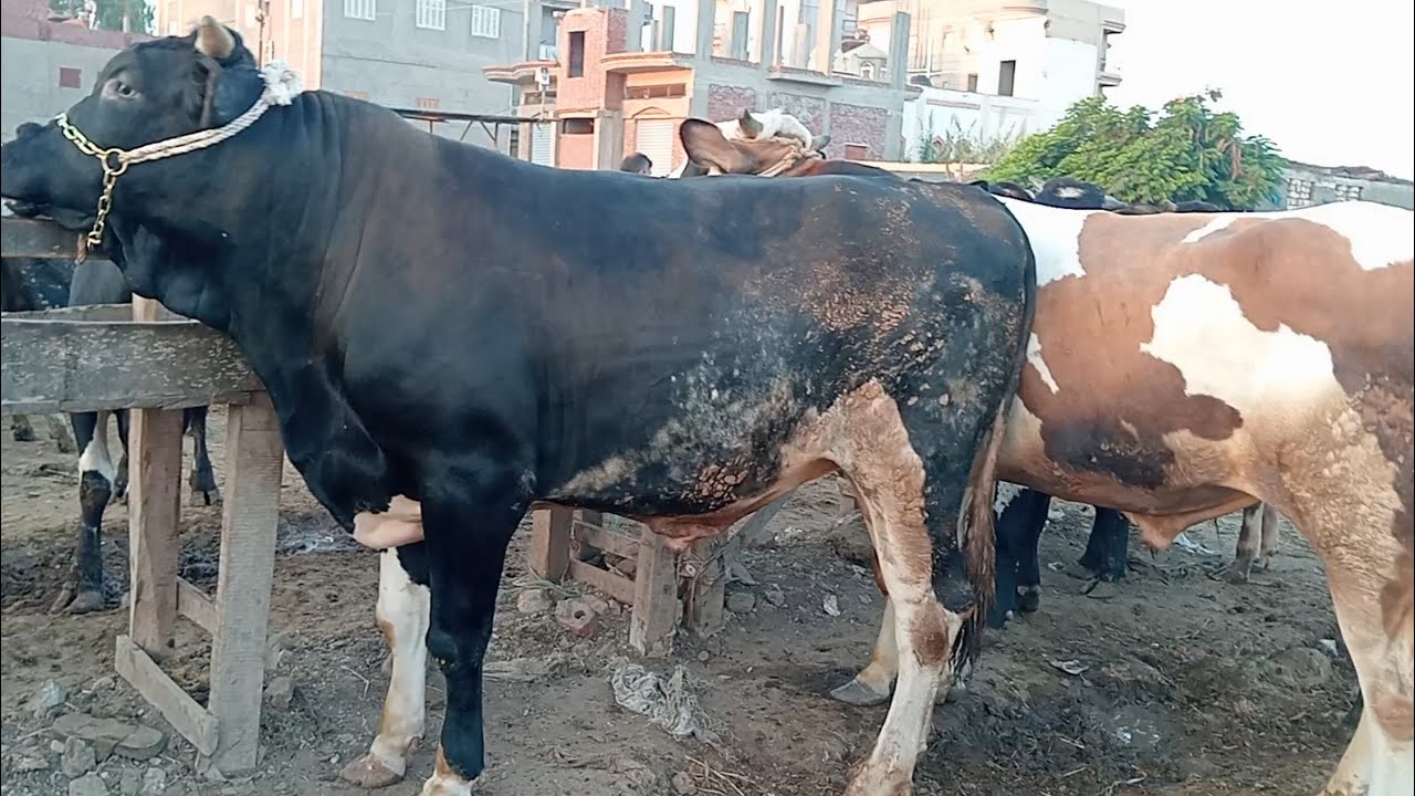اسعار العجول الذكوره اللحم البقري في السوق المنيا السعيد تبع المحموديه بحيره يوم 7/9/2025
