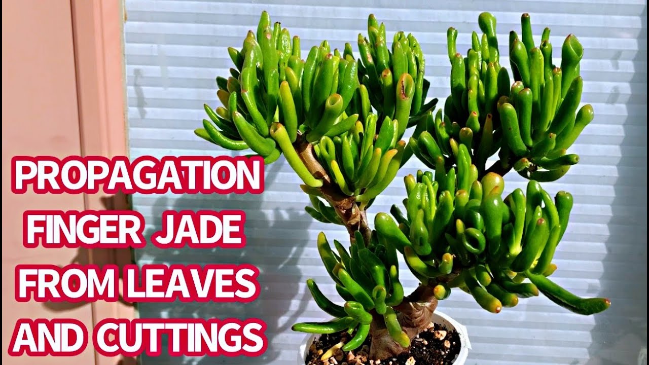 #348 PROPAGATION SUCCULENTS FROM LEAVES AND CUTTINGS | NHÂN GIỐNG SEN ĐÁ ỐNG ĐIẾU BẰNG LÁ VÀ THÂN