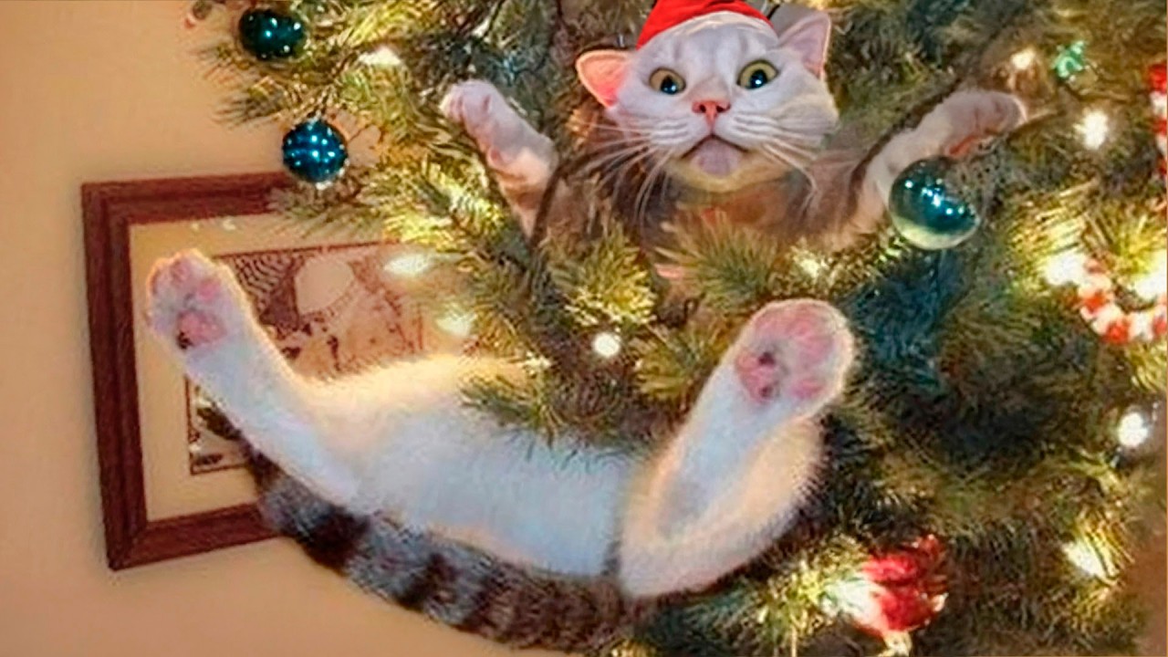 Funny Christmas Animal Videos &ndash; Cats and Dogs on Holidays 🎄🐱🐶