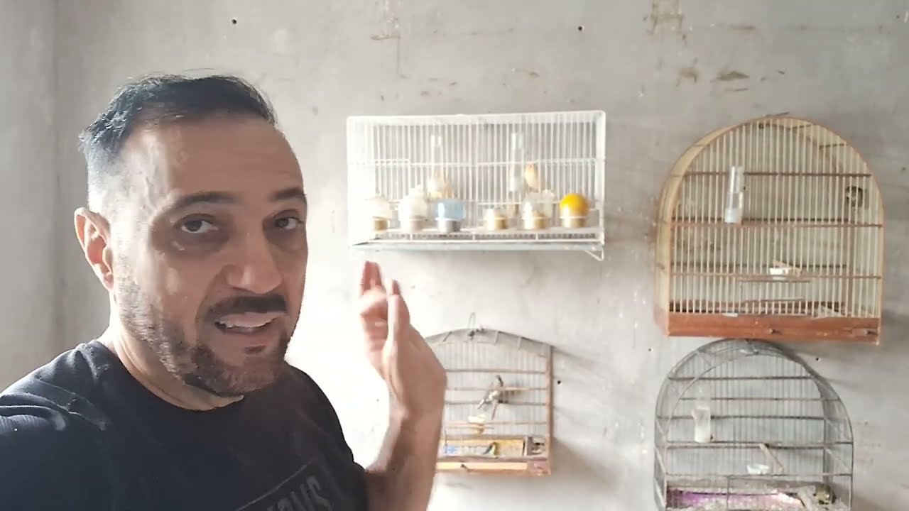 OS FILHOTES CENOURA ESTÃO BEM