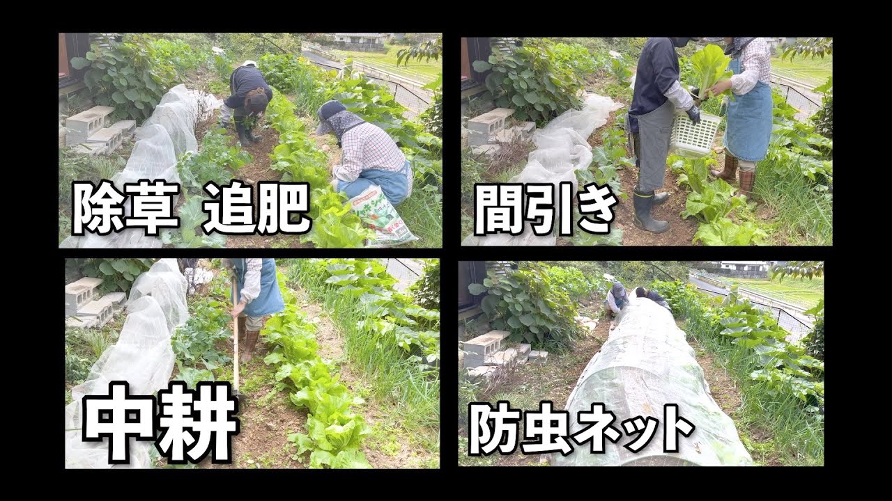 白菜、キャベツ、を定植して１ヶ月、その後の手入れをしました。(中編) 【秋冬野菜専用肥料】【シャキシャキ】【雑草を取る】【追肥】【中耕】【間引き】【防虫ネット掛け】