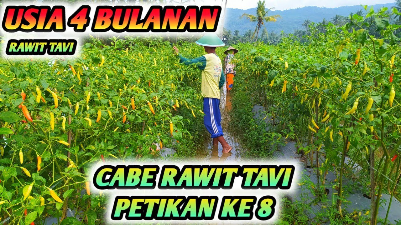 HARGA MELONJAK !!! PANEN CABE RAWIT - CABE RAWIT BIBIT TUA SEKARANG JADI SUBUR - PETIKAN KE 8