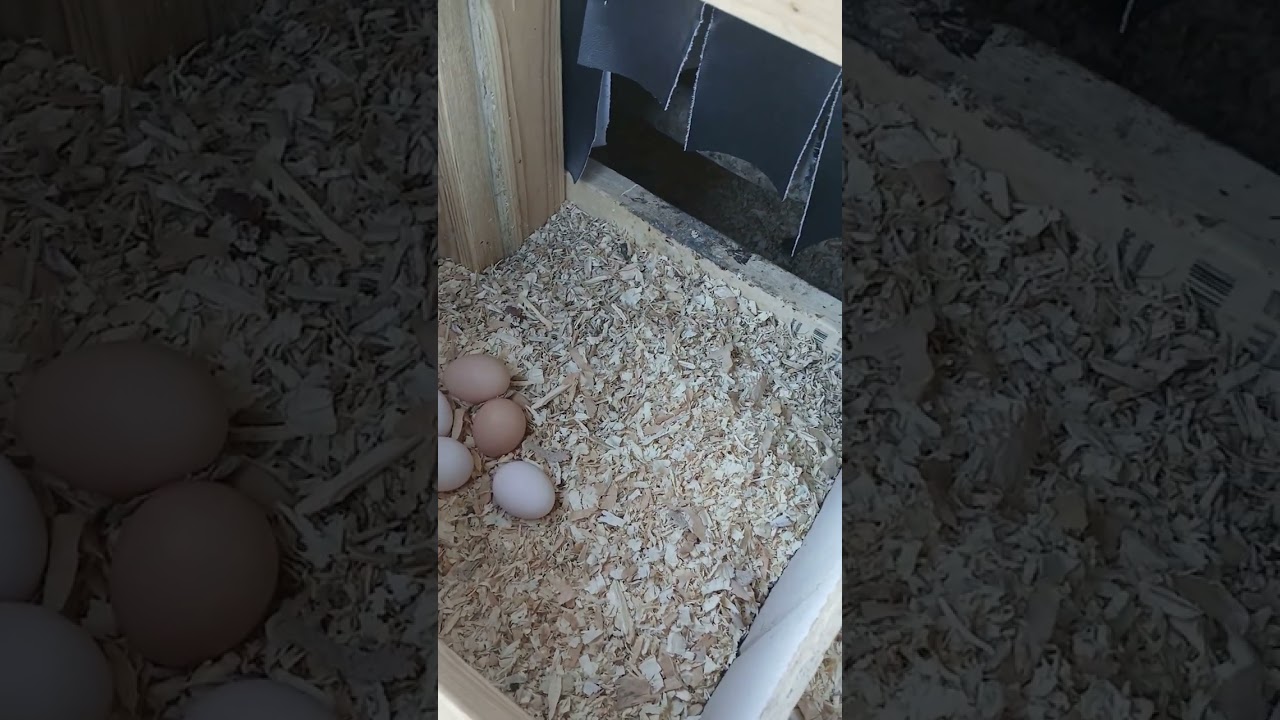 Giving out treats and gathering eggs